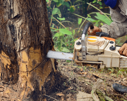 <p style="font-family: 'Poppins', sans-serif; font-weight: 700; font-size:24px;">TREE REMOVAL</p>